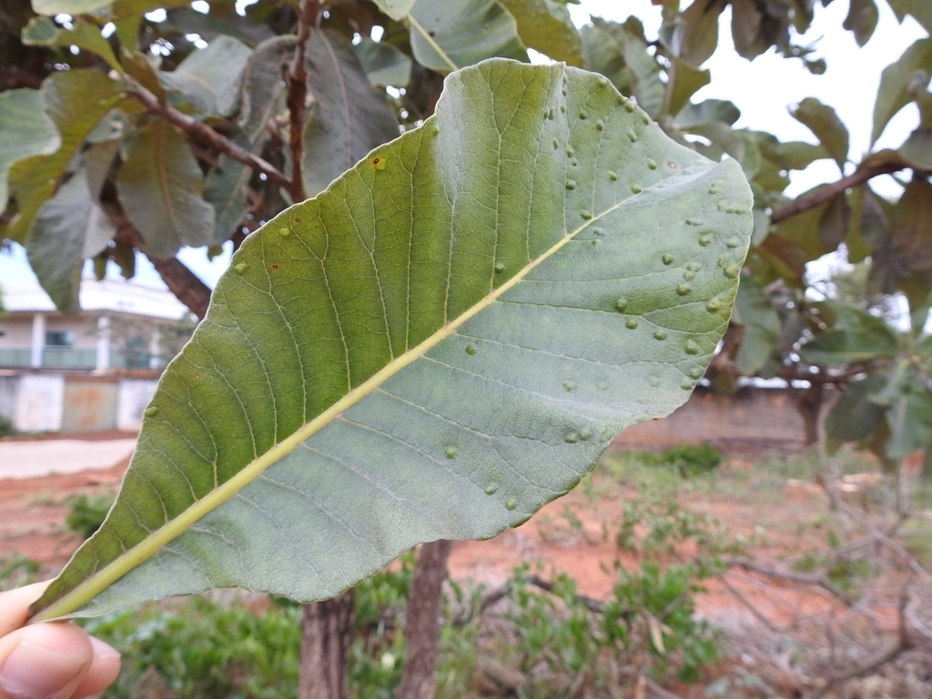 Pseudophacopteron longicaudatum
