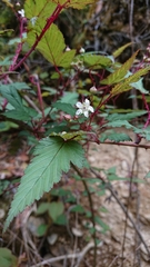 Rubus trianthus