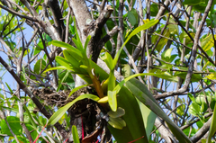 Maxillaria lutescens