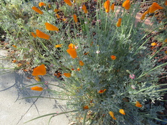 Eschscholzia californica