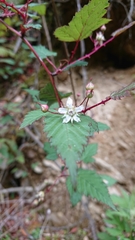 Rubus trianthus