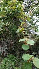 Actinidia setosa