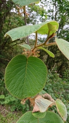 Actinidia setosa