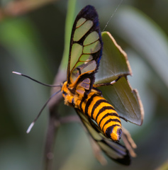 Amata grotei