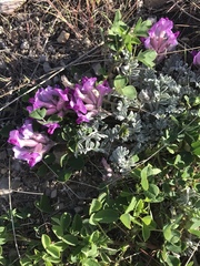 Astragalus utahensis