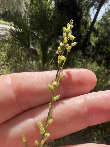 Scleria microcarpa, 2026-07-09