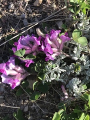 Astragalus utahensis