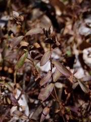 Hypericum densiflorum