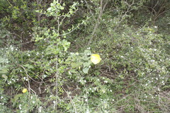 Abutilon hypoleucum