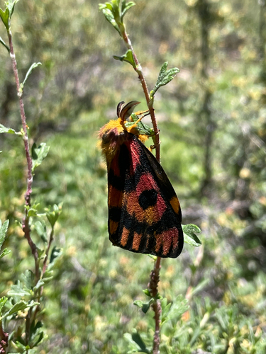 iNaturalist observation photo of Western Sheep Moth
