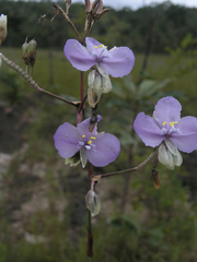 Murdannia macrocarpa