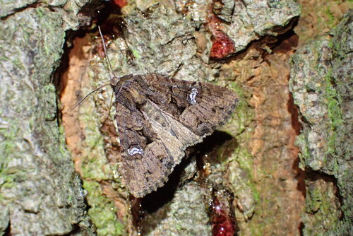 Common rustic