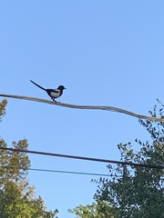 Pica nuttalli