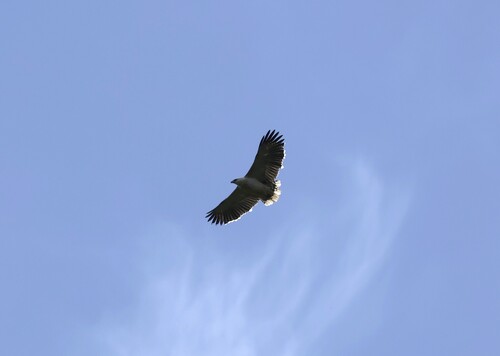 Mantled Hawk (Pseudastur polionotus), photo 5