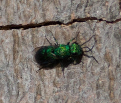 Chrysura