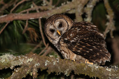 Strix fulvescens