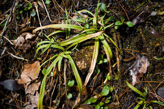 Carex granularis