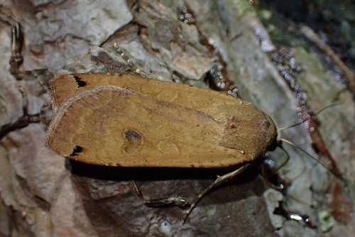 Large Yellow Underwing
