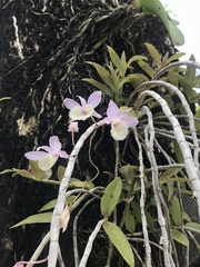 Dendrobium aphyllum