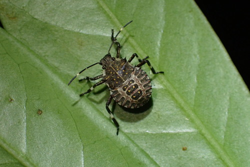 Brown Marmorated Stink Bug