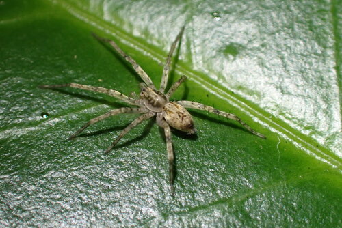 Buzzing Spider