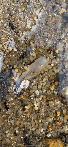 Ochetostoma erythrogrammon observed 2020-04-27