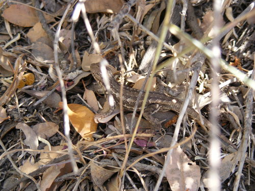 iNaturalist observation photo of Western Fence Lizard