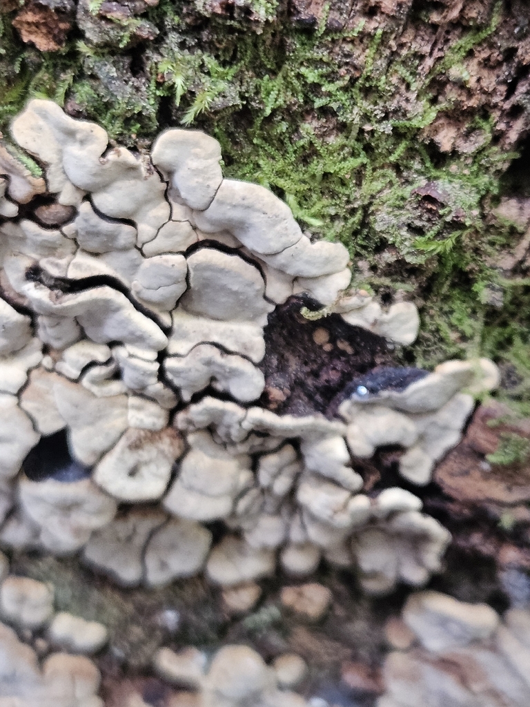 ceramic parchment · July 2026 · photo: Photo: (c) willingarden, some rights reserved (CC BY) · iNaturalist