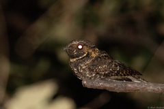 Antrostomus arizonae