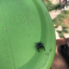 Phidippus audax