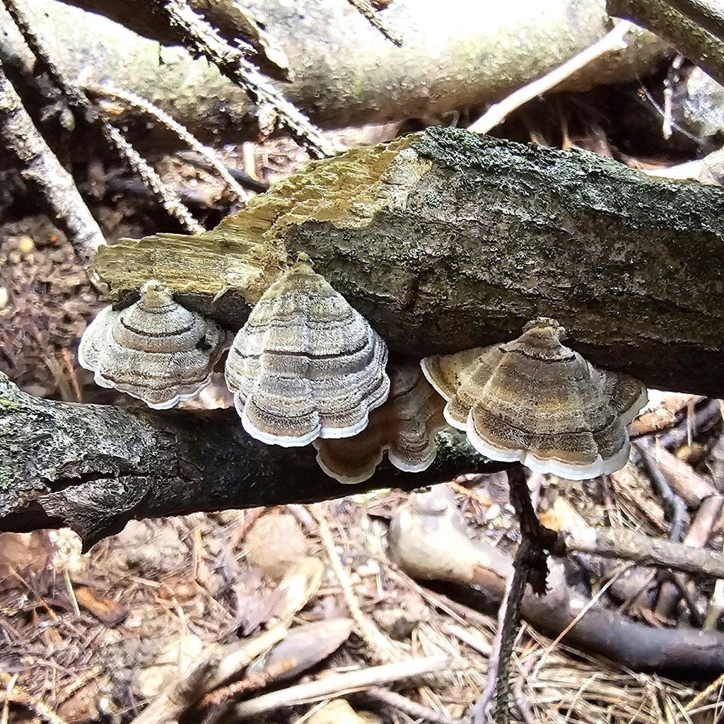 turkey-tail · July 2026 · photo: Photo: (c) Ghostomelon, some rights reserved (CC BY) · iNaturalist