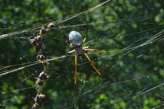 Trichonephila sexpunctata
