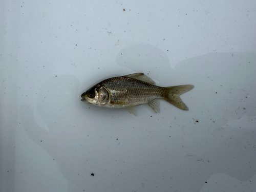 Japanese silver crucian carp (Carassius langsdorfii) — Cyprinidae — 2