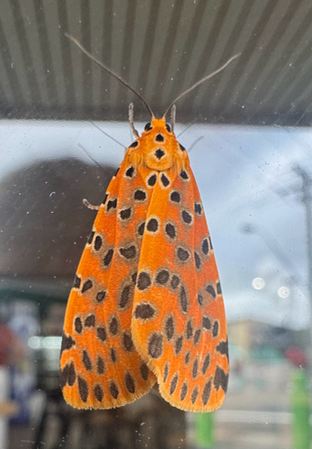 crotalaria pod borer