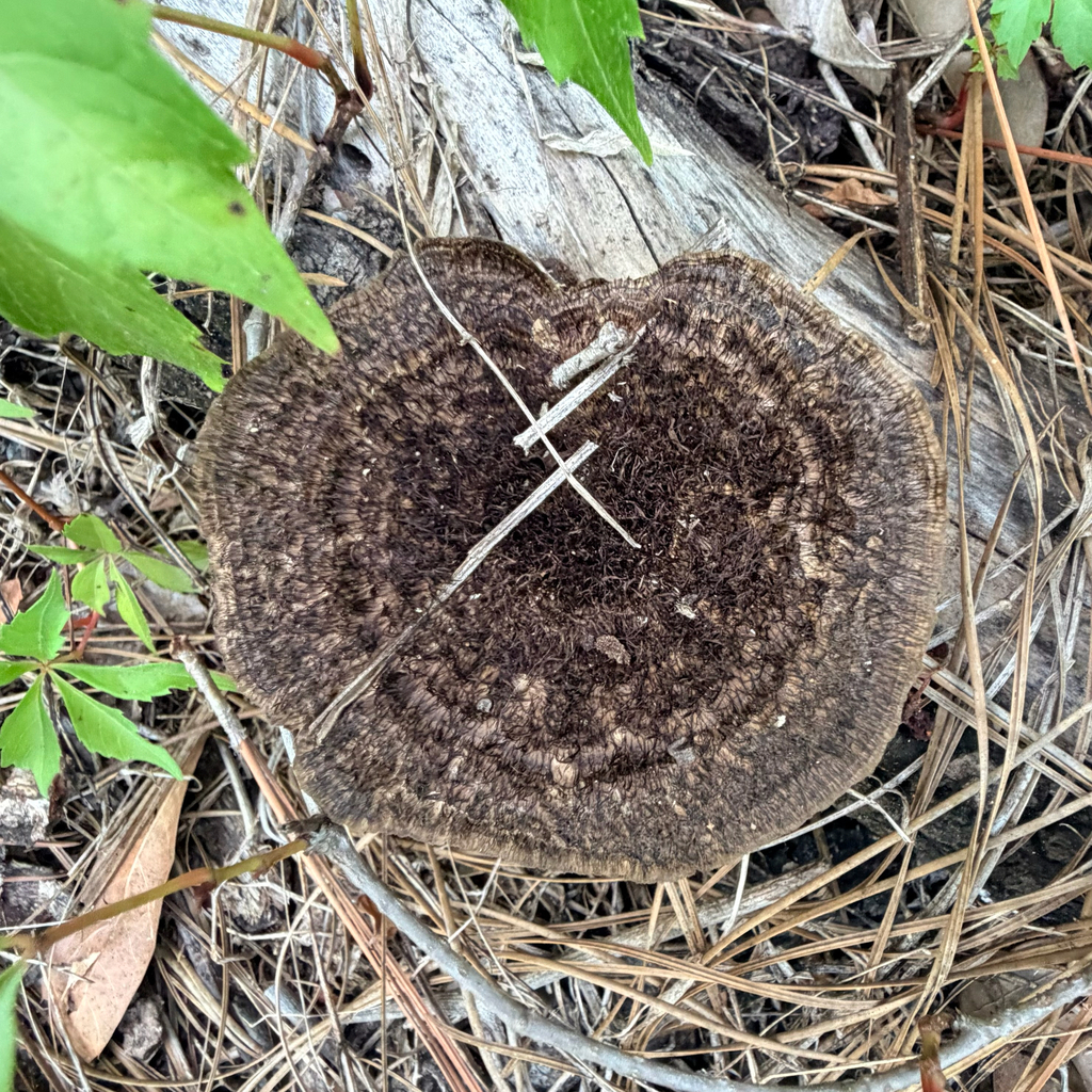 Hairy Hexagonia · July 2026 · photo: Photo: (c) Melissa Meadows, some rights reserved (CC BY) · iNaturalist