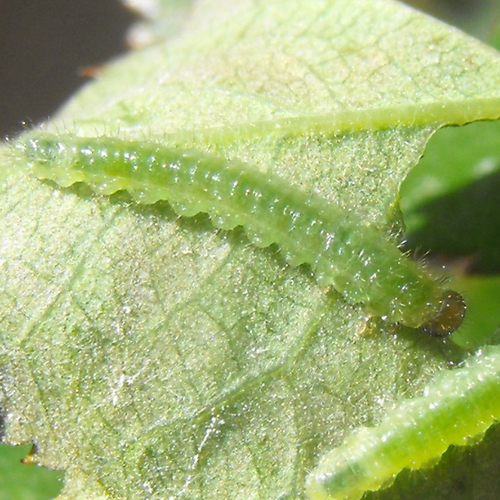 Bristly Rose Sawfly (Cladius difformis) · iNaturalist