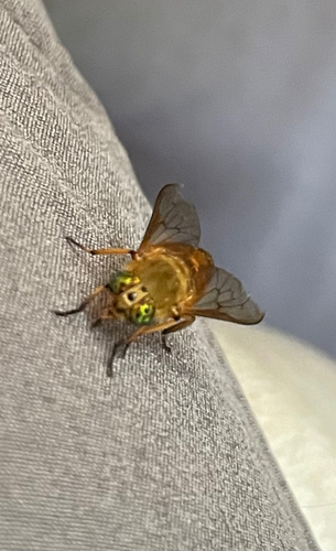 iNaturalist observation photo of Golden Deer Fly