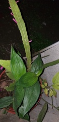 Aspidistra elatior