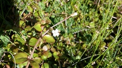 Epilobium nummulariifolium