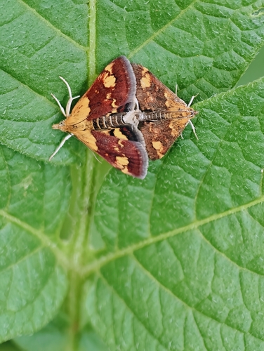 Orange Mint Moth photo 4
