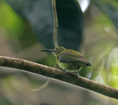 Toxorhamphus novaeguineae observed 2025-10-24