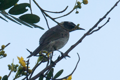 Bolemoreus frenatus