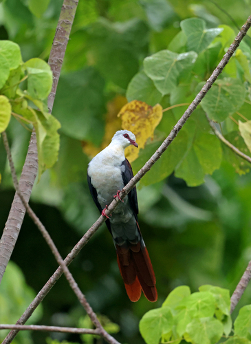 Reinwardtoena reinwardti observed 2025-10-23