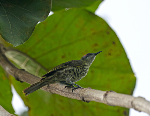 Xanthotis polygrammus observed 2025-10-23