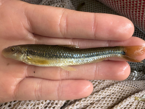 Suckermouth Minnow