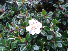 Cotoneaster microphyllus