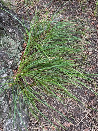 Carex geyeri, 2026-07-07
