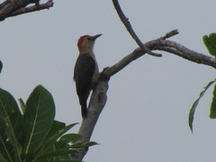 Melanerpes aurifrons