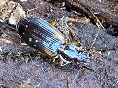 Cymindis