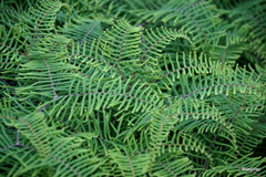 Gleichenia dicarpa
